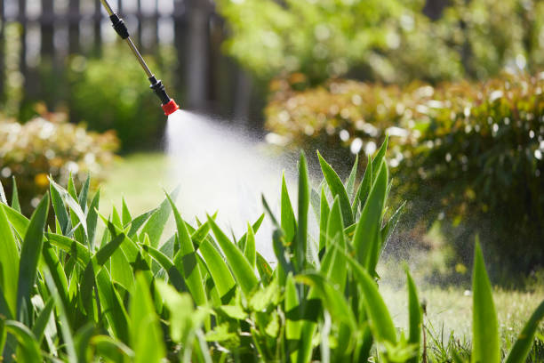 24/7 Emergency Termite Control experts in Bernie, MO