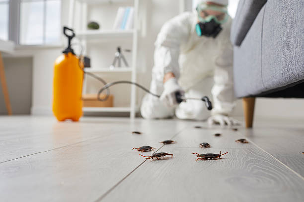 Affordable Termite Control solutions in Bernie, MO